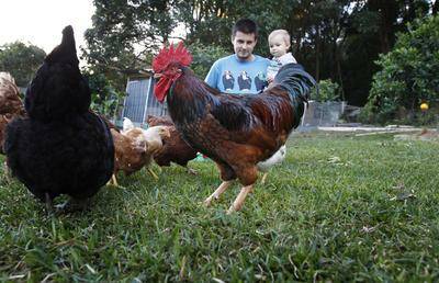 Roger over and out: council wants Garden Suburb rooster out