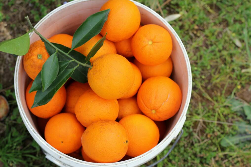 Oranges are at their best in winter. Picture by Tricia Hogbin