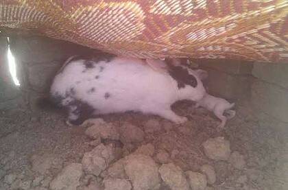 Present ... a resident at the bin Laden compound reportedly gave a neighbourhood teen this rabbit.