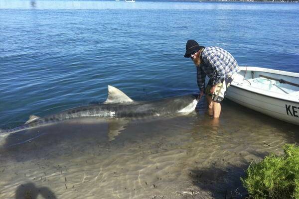 FRIGHT: Bryan Passmore gets a closer look at the dead shark that floated past his boat in the Swansea Channel.