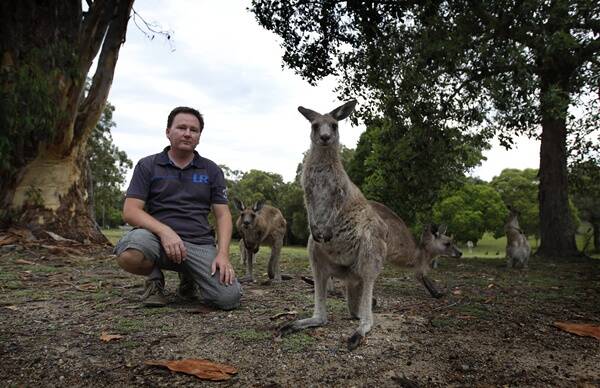 FEARLESS: David Smith shows how tame the kangaroos at Morisset Hospital are. David is a rescuer with Native Animal Trust Fund.