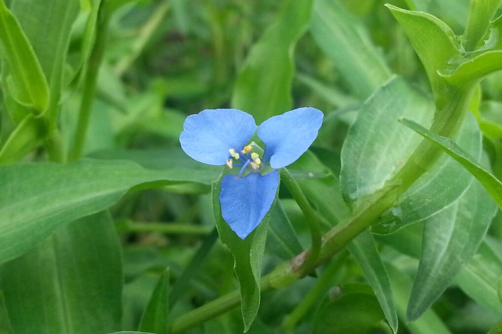 Scurvy weed can be easily distinguisehd by its gorgeous bright blue flower