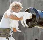SET: Alby Sandals feeds a dog into the cannon.