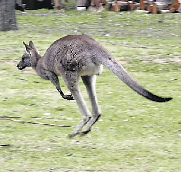 ON THE HOP: A survey of kangaroos is to be done.
