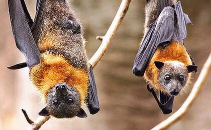 Hendra virus is present in 30 per cent of fruit bat population, researchers say.
