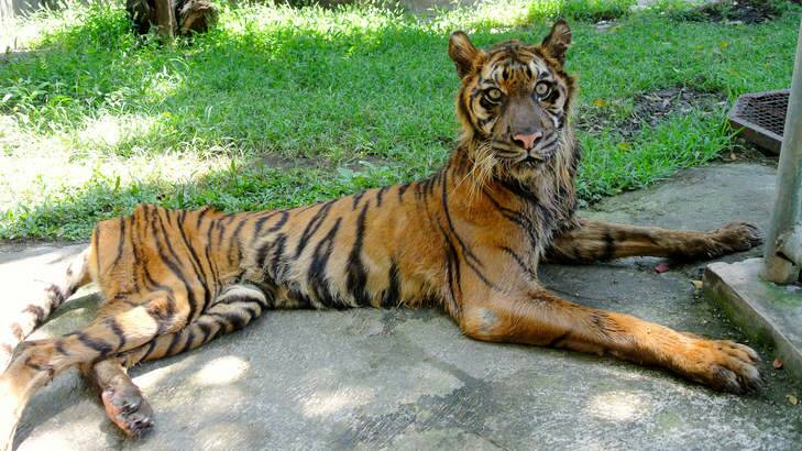 Shocking facilities: Melani, a severely underweight Sumatran tiger, is wasting away. Photo: Michael Bachelard