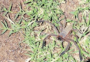 A friendly huntsman, relocated from our pantry to outside where he can continue to gobble up pests. Tricia Hogbin
