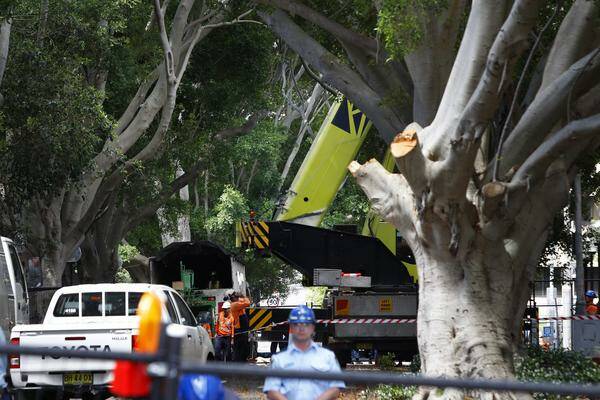 Laman Street fig trees fight continues