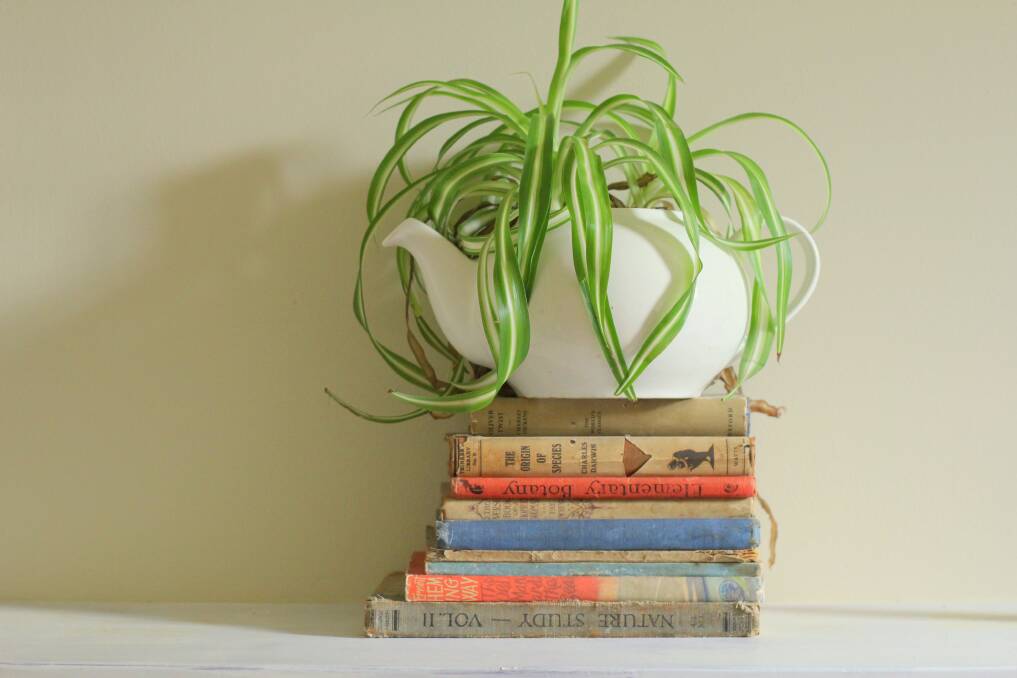 Many houseplants are easy to propogate. Spider plants shoot off teeny plants which can be planted individually.