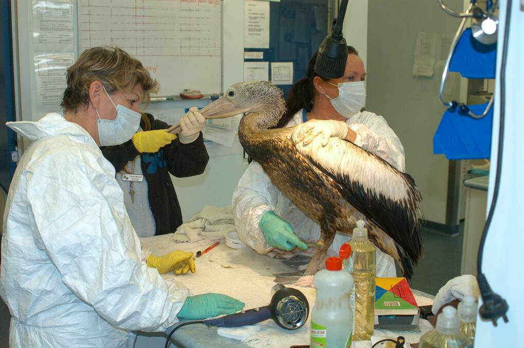 OILED: A pelican is treated after the spill.