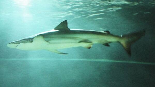 Newcastle lifeguards plan to shoo sharks