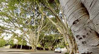 IN DANGER: The laman Street fig trees.