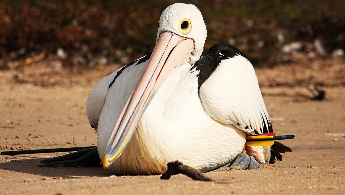 The RSPCA is investigating after two pelicans were shot with arrows. One later died, while the other was seriously hurt.