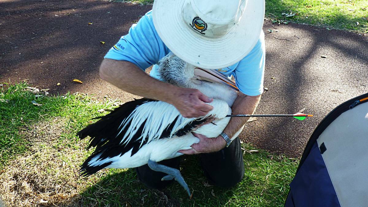The RSPCA is investigating after two pelicans were shot with arrows. One later died, while the other was seriously hurt.