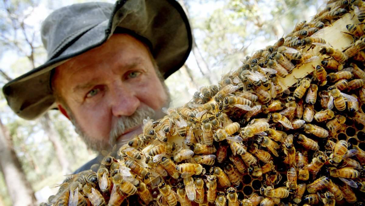  HIVE: Queen bee breeder John Banfield with his bees.  Pictures: Dean Osland