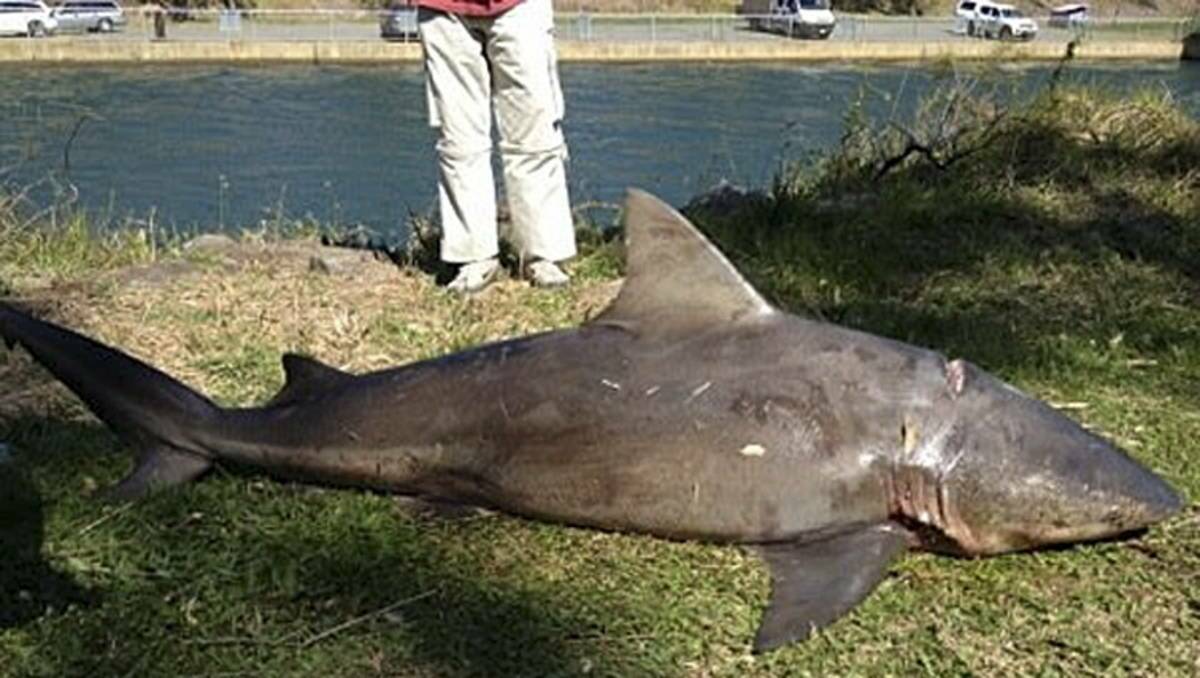 NETTED: The photograph of the bull shark circulating on social media and supplied to the Herald. It was caught near Dora Creek. 