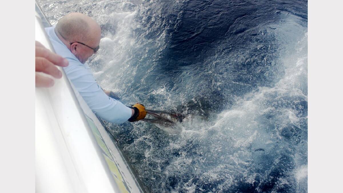 Action from George Clift's marlin catch and release, on board his boat Running Bear. 