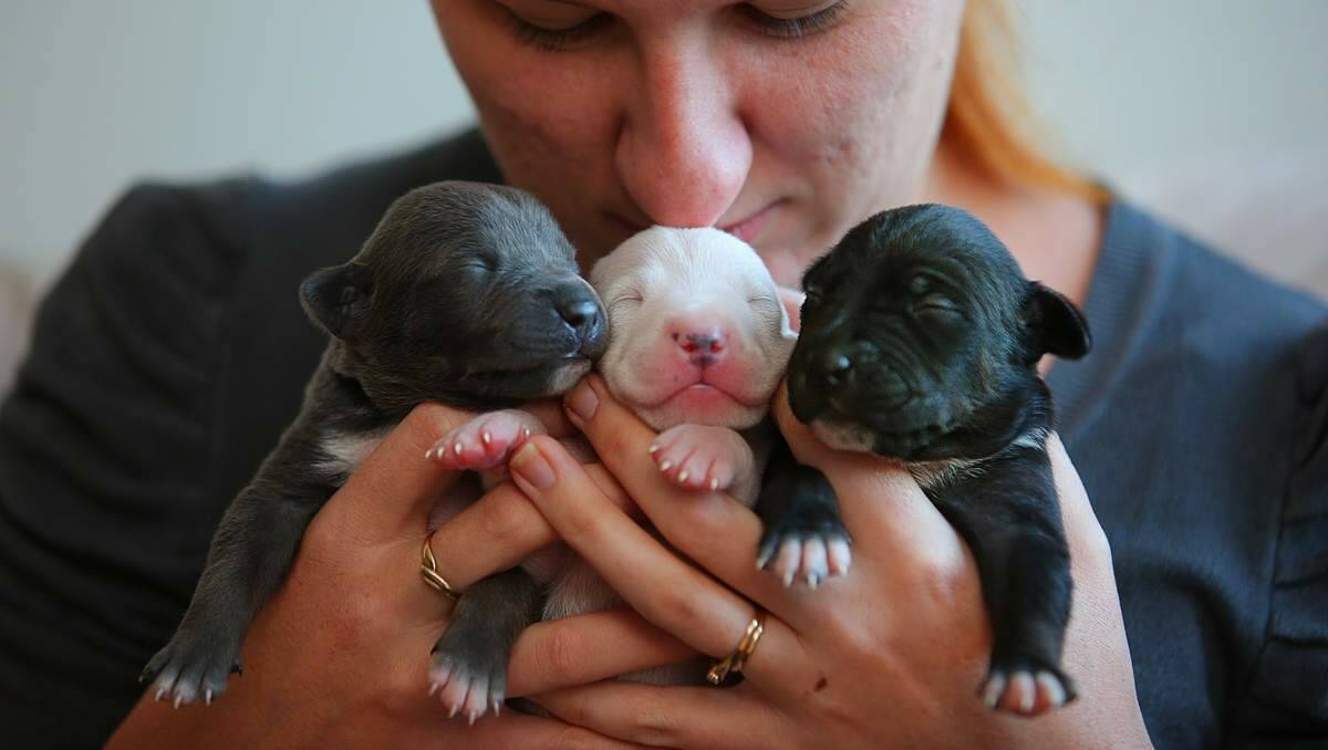 SAVED:  Kylie Gleeson  with  hands full of puppies rescued  from Tamworth Pound.  Picture: Peter Stoop