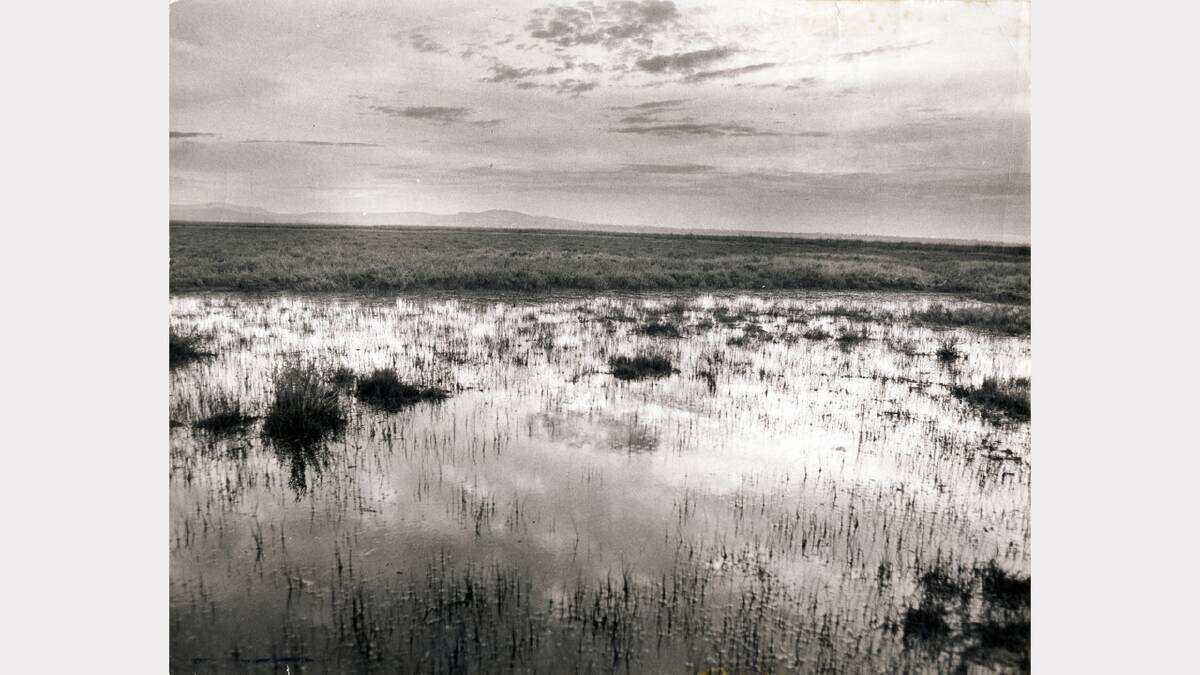 Hexham swamp, 1973.