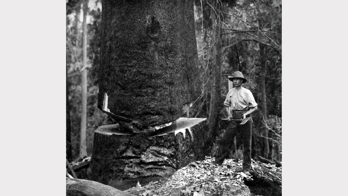 ARCHIVAL REVIVAL 1900s: Photographs from the Newcastle Herald's files. Willie Puddey felling the largest Blackbutt to be cut by axe on the Watagans, 4 November 1904.