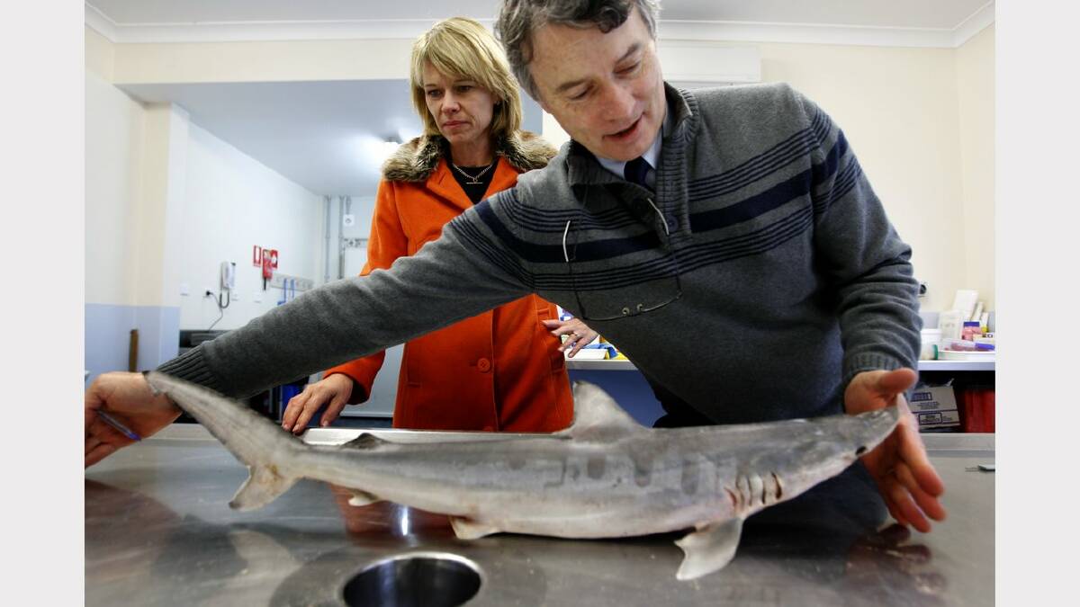 NSW Minister for Primary Industries and Small Business, Katrina Hodgkinson and research scientist from Port Stephens Fisheries Institute's Dr Nick Otway examine a shark at the opening of the institute's expansion. Picture Natalie Grono