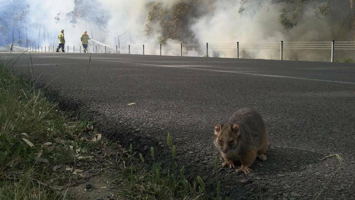 FLEE: A possum escapes the bush fire at Dudley.  Picture: Lake Munmorah rural Fire Service