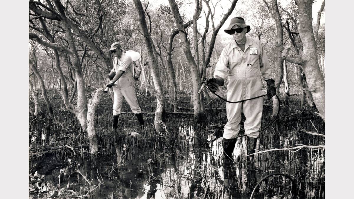 Newcastle council pest control operators Steve Cooper and Clem Colgan in the mangroves at Hexham
