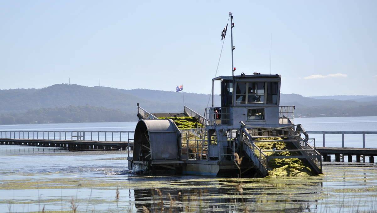 WRACK OFF: The weed harvester in action removing dead seagrass which, if left to rot, turns into black ooze.