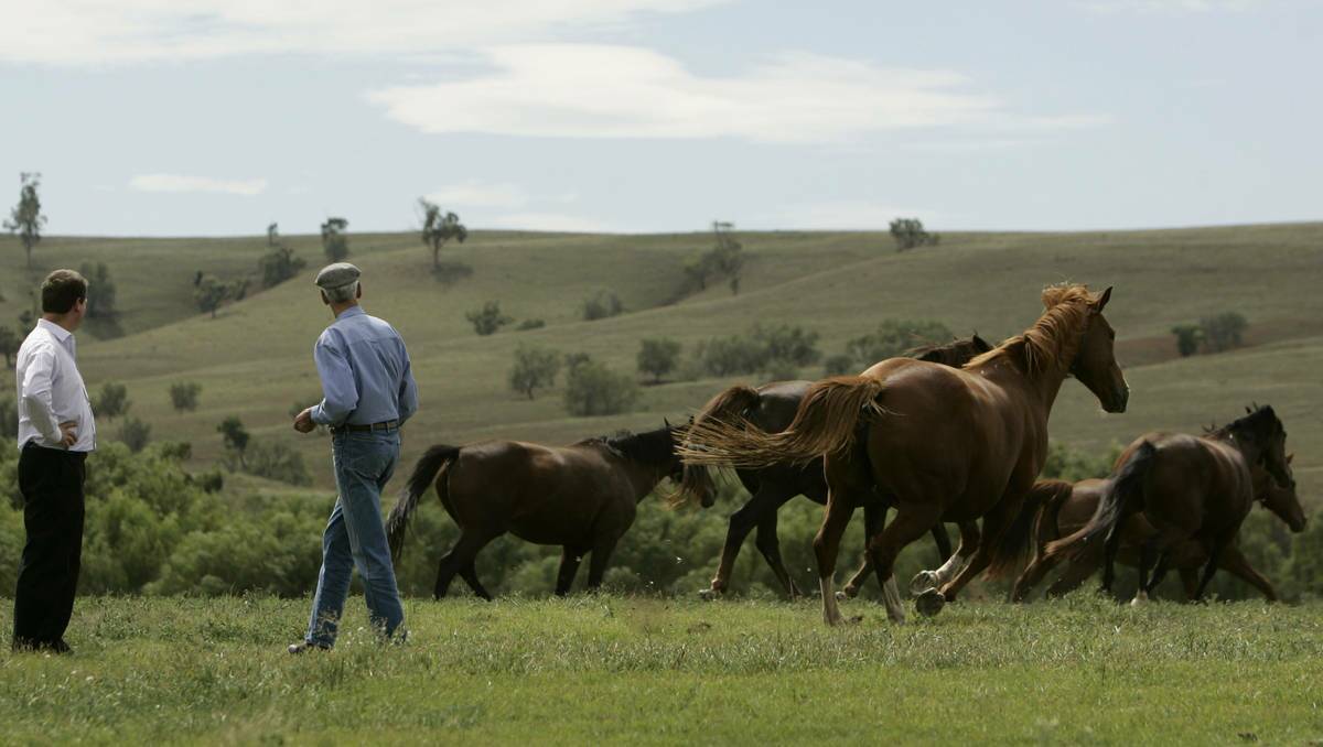 FEARS: Racehorse breeders are concerned about the proximity of mining to their properties. 