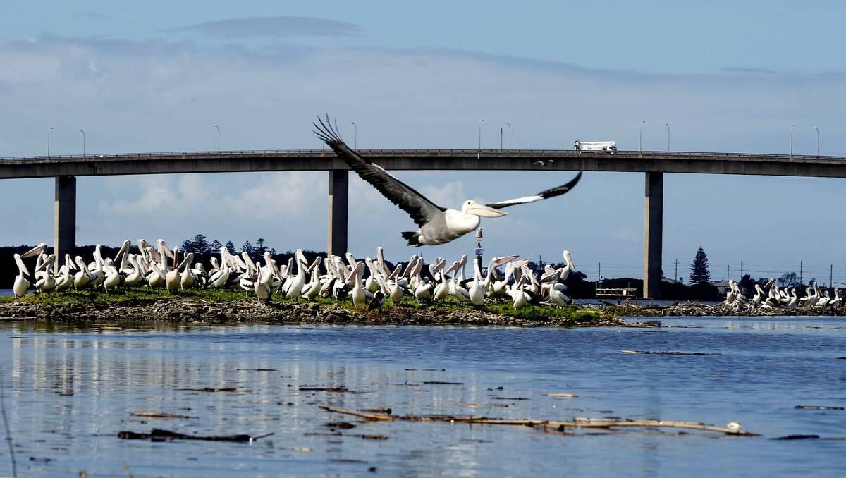 FOOD: Hundreds of pelicans feasted on the dead fish.  Picture: Darren Pateman