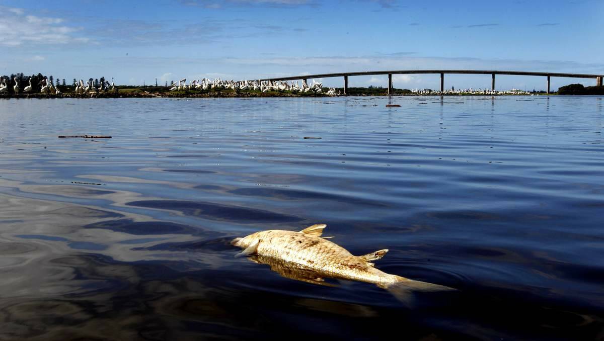 SUFFOCATED: A dead fish near the Stockton bridge yesterday.  Pictures: Peter Stoop