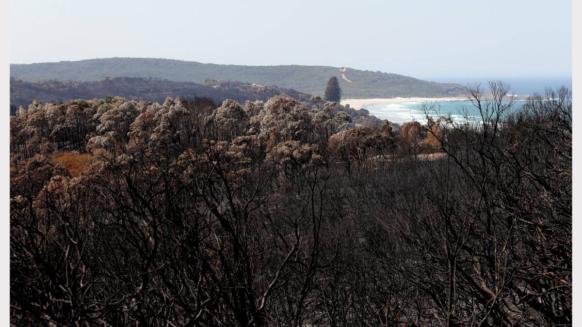 Blackened bushland shows the extent of last weeks fires near Catherine Hill Bay. Picture by  Ryan Osland