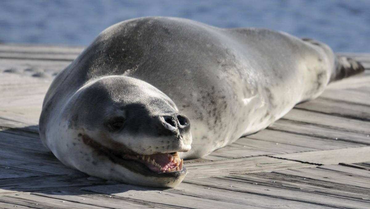 NUMBER 4: The leopard seal of death.