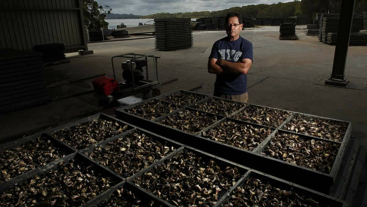 DEATH TOLL: Robert Diemar has lost 600,000 oysters in just  weeks. Pictures: Jonathan Carroll