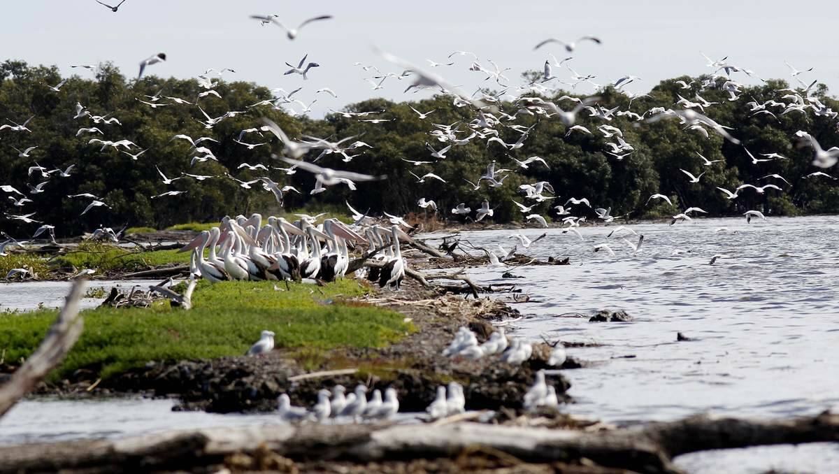 Hundreds of pelicans feeding on dead fish. Picture: Darren Pateman