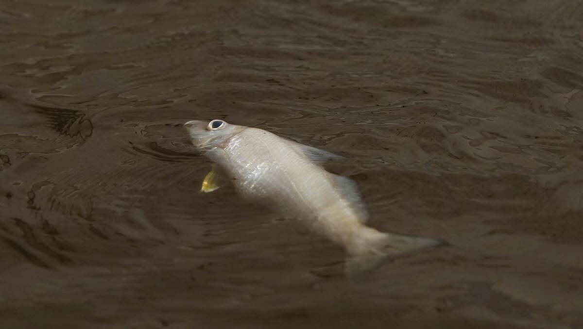 Dead fish wash down the Hunter river after flooding. Picture: Darren Pateman