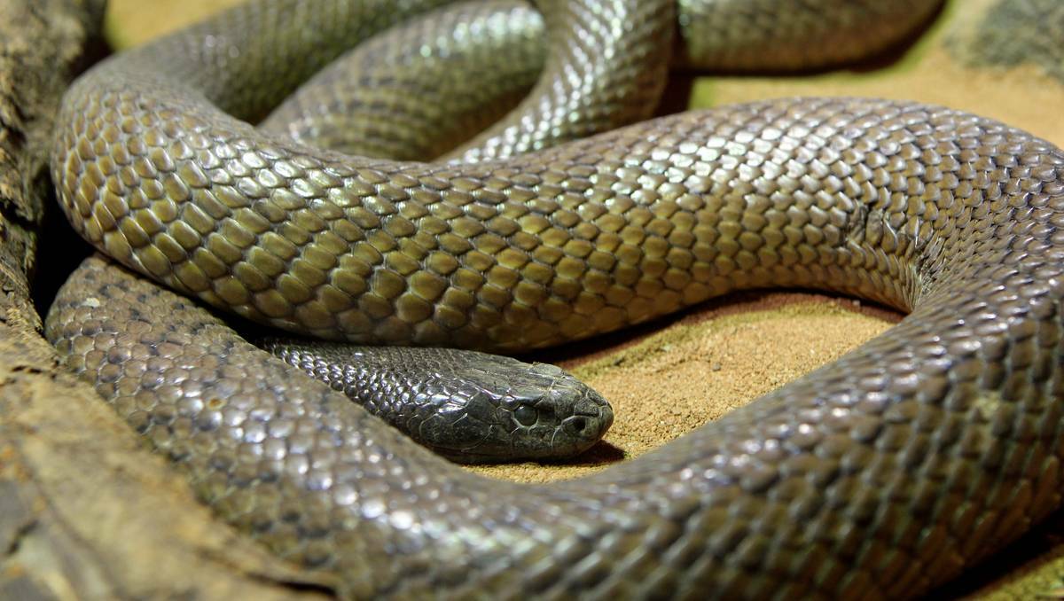 A taipan snake. 
