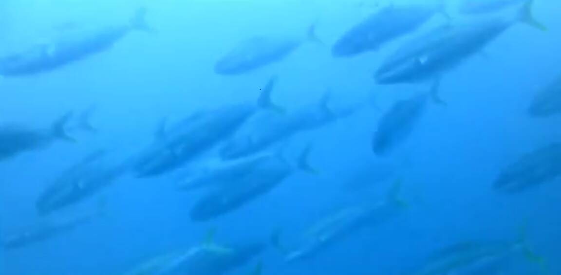 Kingfish back for summer on the Sydney offshore artificial reef