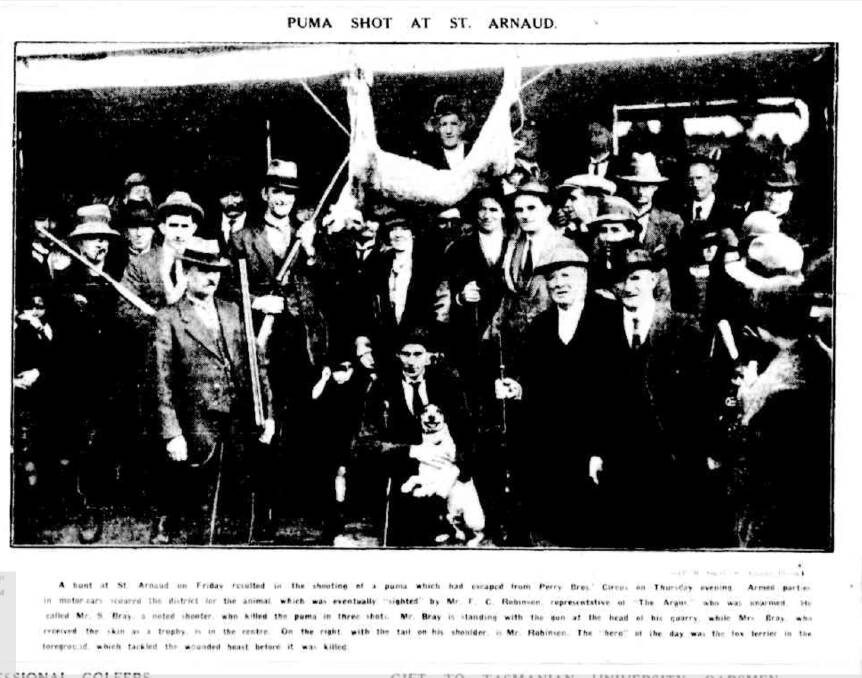 S Bray pictured in the centre of this photo from the Melbourne 'Argus' in 1924 shot and killed an escaped Perry Bros. circus puma. Picture sourced from Trove